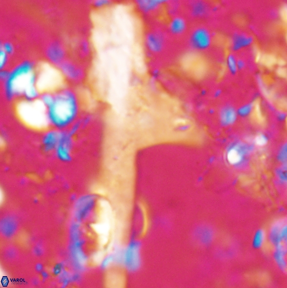 Ceratolithina cruxii 17630