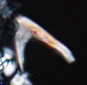 Ceratolithina hamata falcata 9071