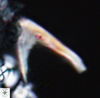Ceratolithina hamata falcata 9071