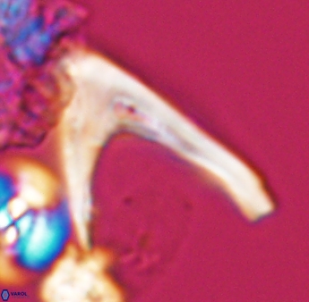 Ceratolithina hamata falcata 9072