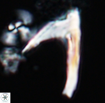 Ceratolithina hamata falcata 9074