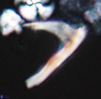 Ceratolithina hamata falcata 9075