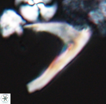 Ceratolithina hamata falcata 9075