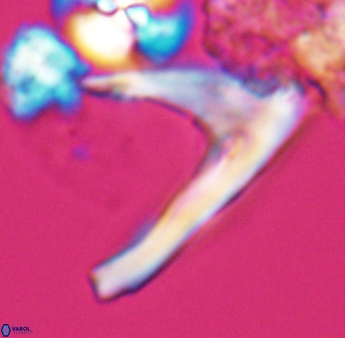 Ceratolithina hamata falcata 9076