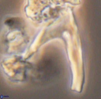 Ceratolithina hamata falcata 9077