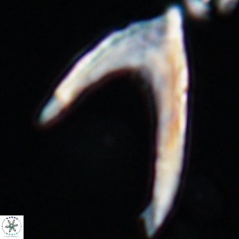 Ceratolithina hamata falcata 9348