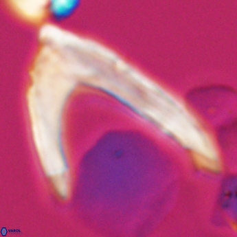 Ceratolithina hamata falcata 9350