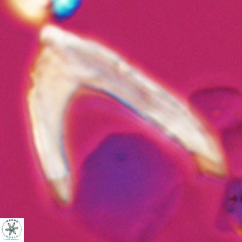 Ceratolithina hamata falcata 9350