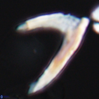 Ceratolithina hamata falcata 9352