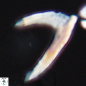 Ceratolithina hamata falcata 9352