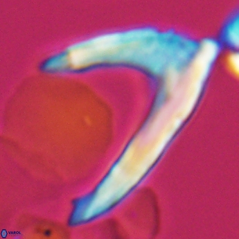 Ceratolithina hamata falcata 9353