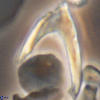 Ceratolithina hamata falcata 9355