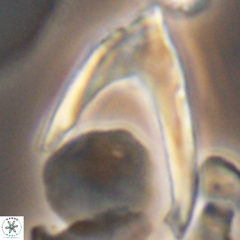 Ceratolithina hamata falcata 9355