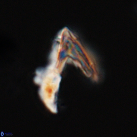 Ceratolithina hamata hamata 24577