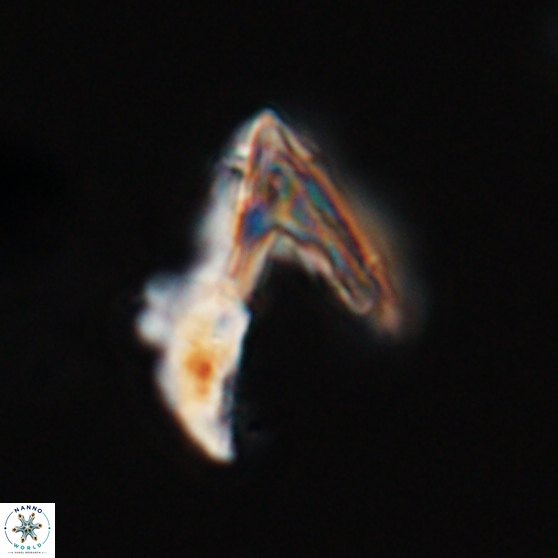 Ceratolithina hamata hamata 24577