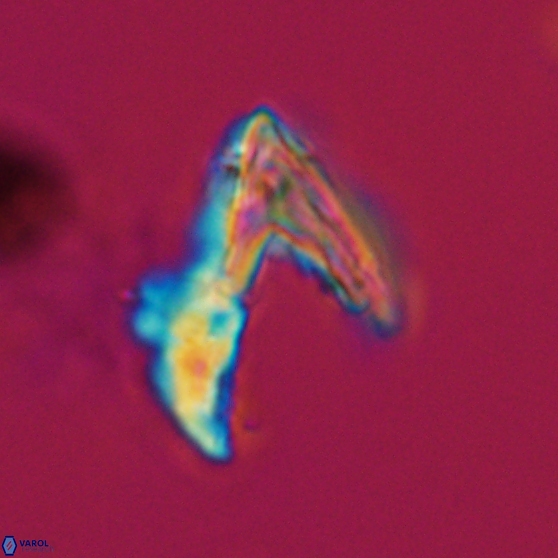 Ceratolithina hamata hamata 24578