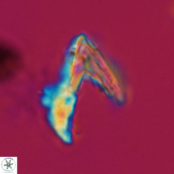 Ceratolithina hamata hamata 24578