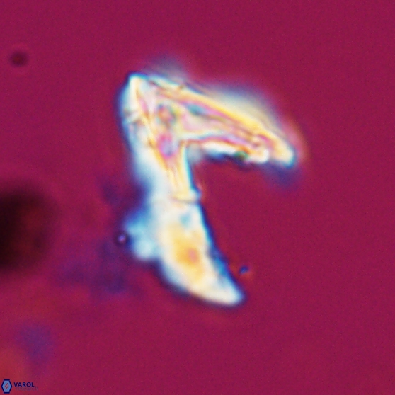 Ceratolithina hamata hamata 24579
