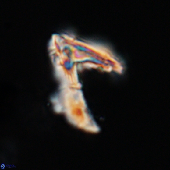 Ceratolithina hamata hamata 24580
