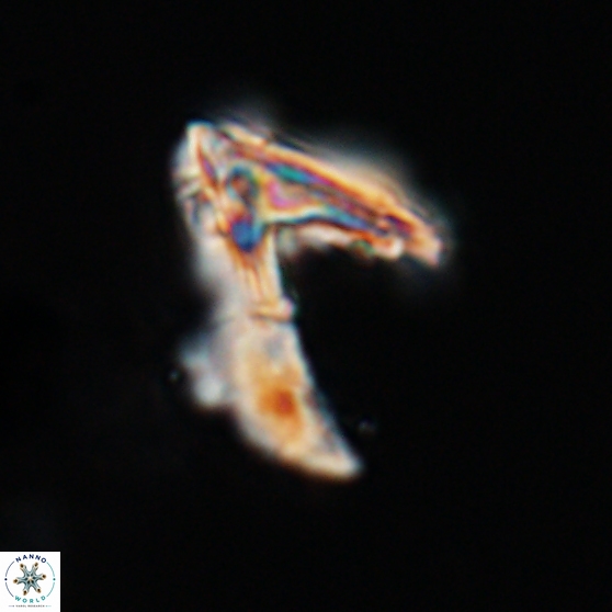 Ceratolithina hamata hamata 24580