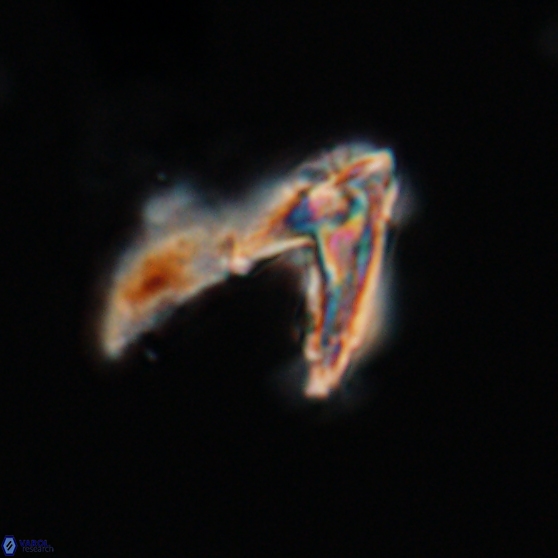 Ceratolithina hamata hamata 24581