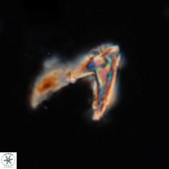 Ceratolithina hamata hamata 24581