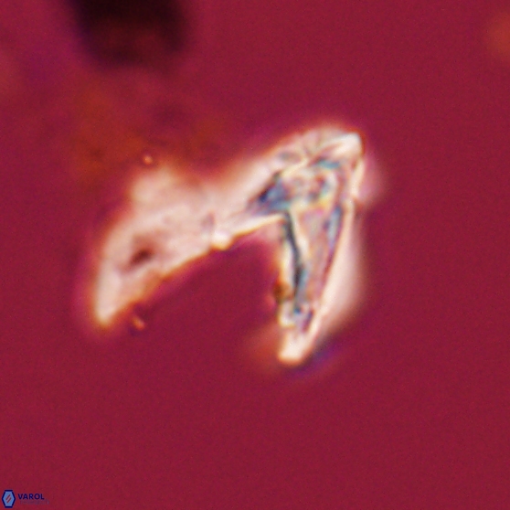 Ceratolithina hamata hamata 24582