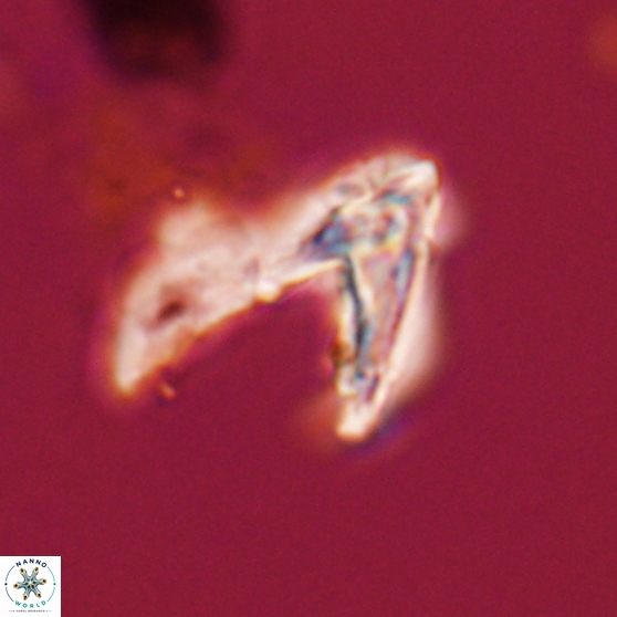 Ceratolithina hamata hamata 24582