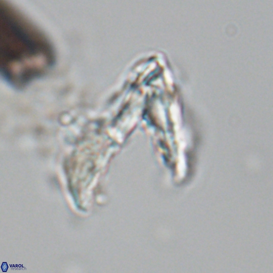 Ceratolithina hamata hamata 24583