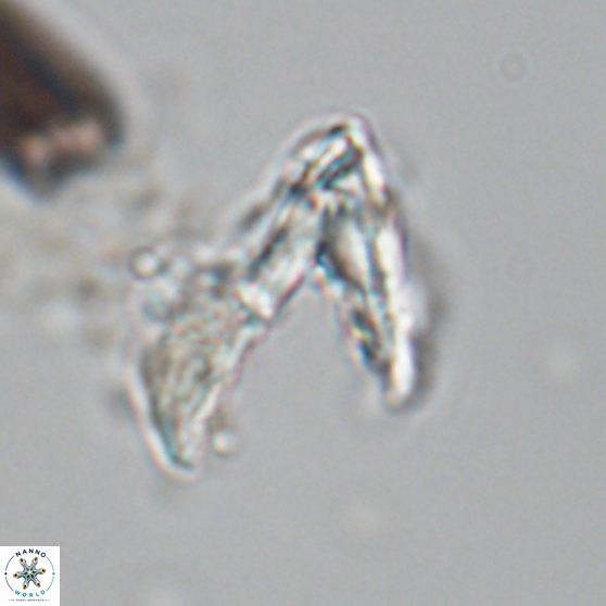 Ceratolithina hamata hamata 24583