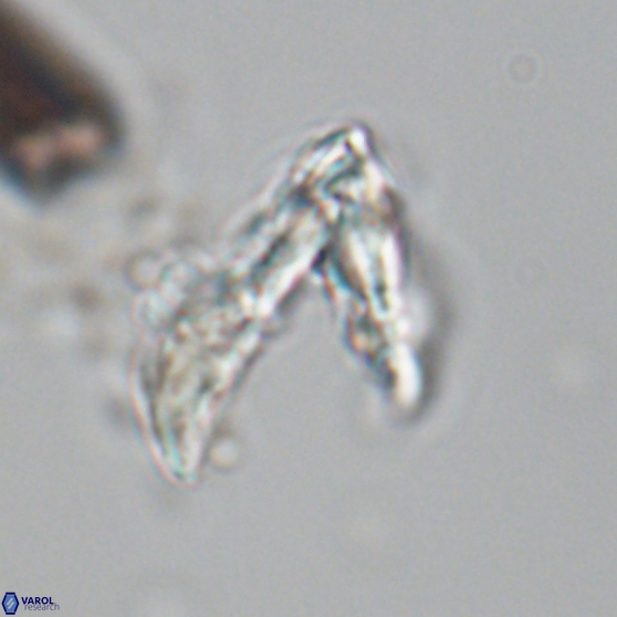 Ceratolithina hamata hamata 24584