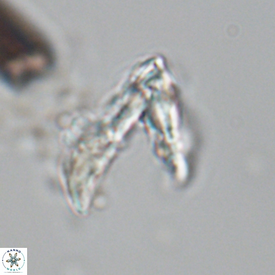 Ceratolithina hamata hamata 24584