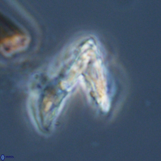 Ceratolithina hamata hamata 24585
