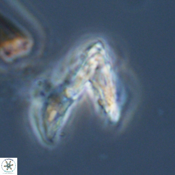 Ceratolithina hamata hamata 24585