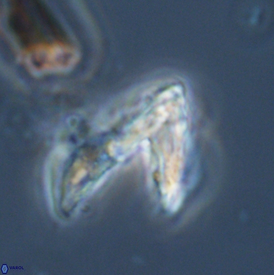 Ceratolithina hamata hamata 24586
