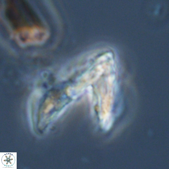 Ceratolithina hamata hamata 24586