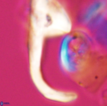 Ceratolithina hamata hamata 9317