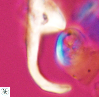 Ceratolithina hamata hamata 9317