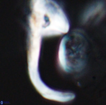 Ceratolithina hamata hamata 9318