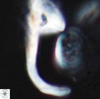 Ceratolithina hamata hamata 9318