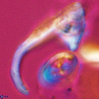 Ceratolithina hamata hamata 9320