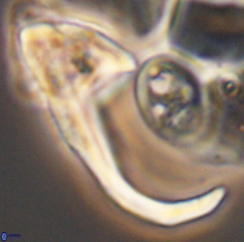 Ceratolithina hamata hamata 9321