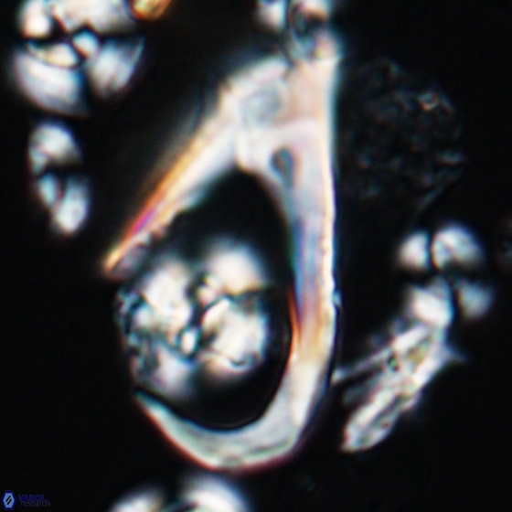 Ceratolithina hamata hamata 9490