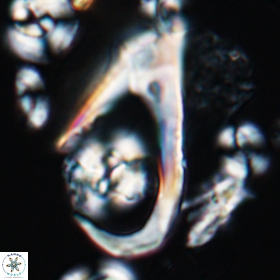 Ceratolithina hamata hamata 9490