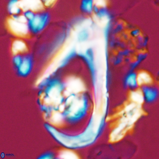 Ceratolithina hamata hamata 9492