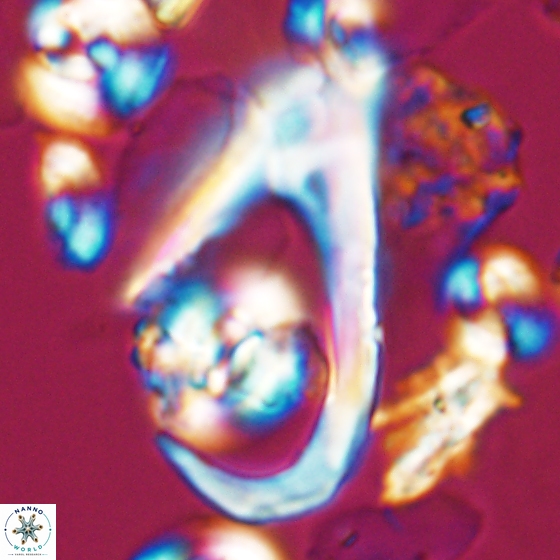 Ceratolithina hamata hamata 9492