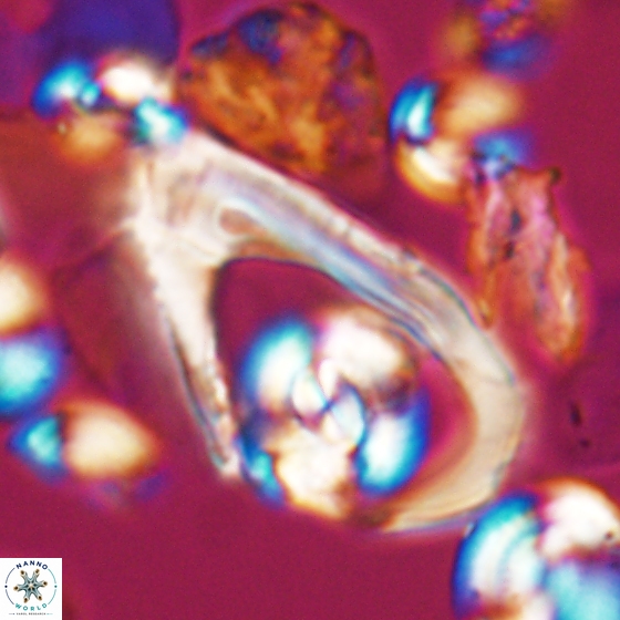 Ceratolithina hamata hamata 9493