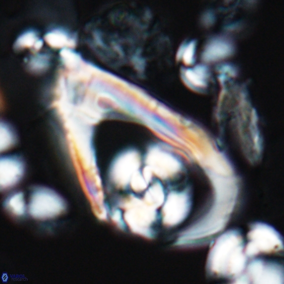 Ceratolithina hamata hamata 9494