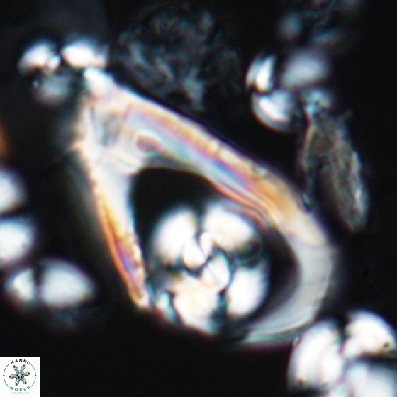 Ceratolithina hamata hamata 9494