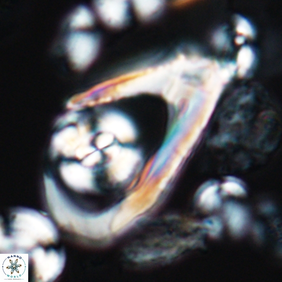 Ceratolithina hamata hamata 9495